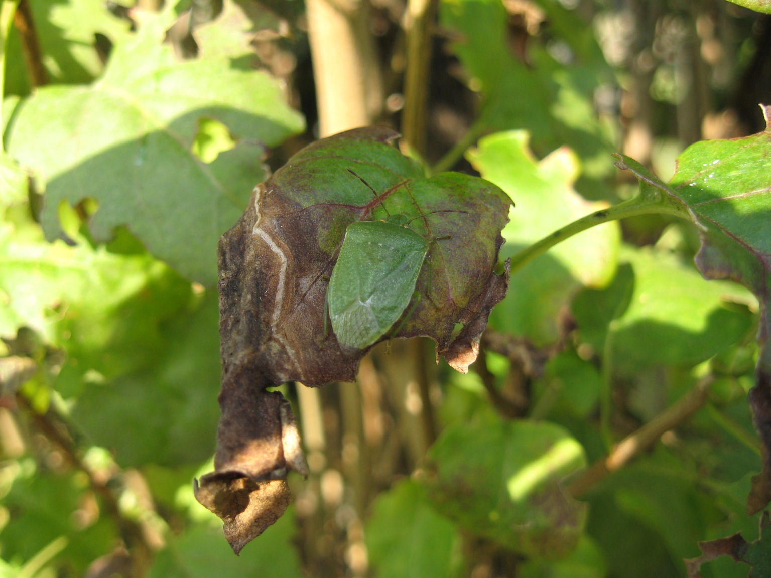 Heteroptera del 